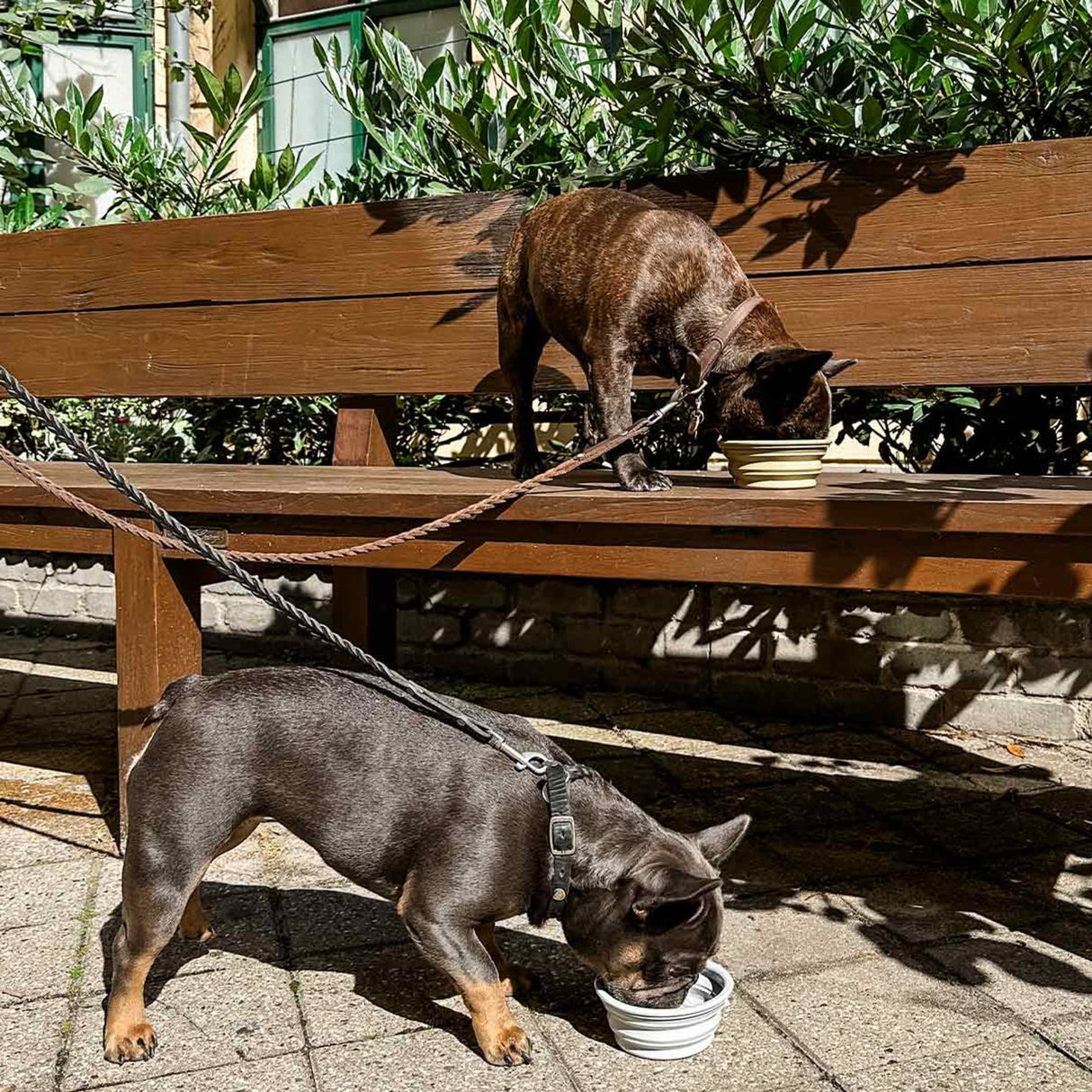 Dog Bowl on the Go in Natural Rubber -