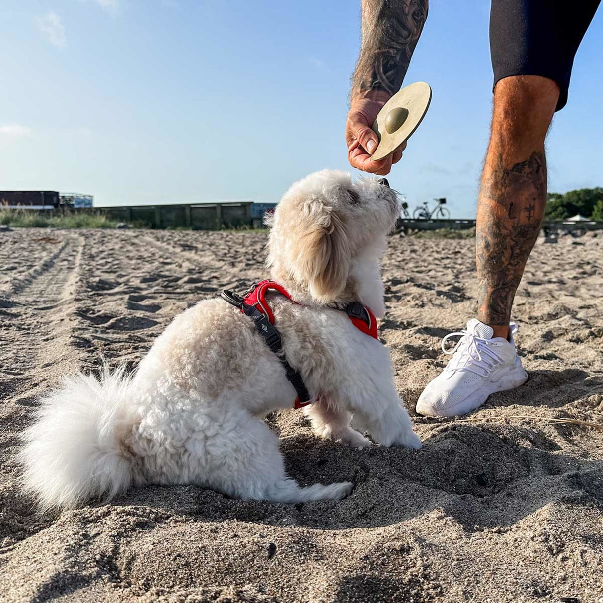 Galaxy Dog Throw & Fetch Disc in Natural Rubber -