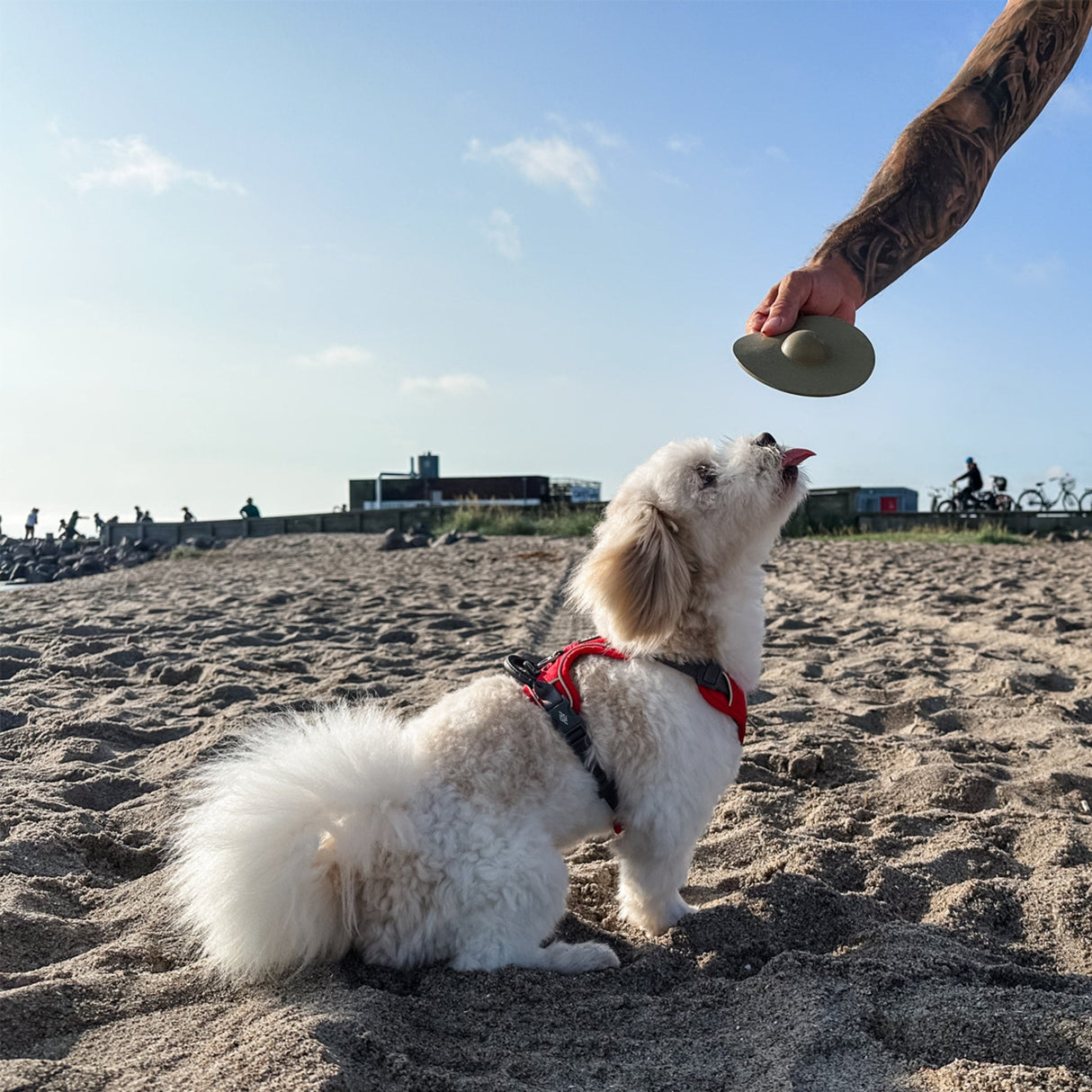 Universe Starter Set for Puppies -