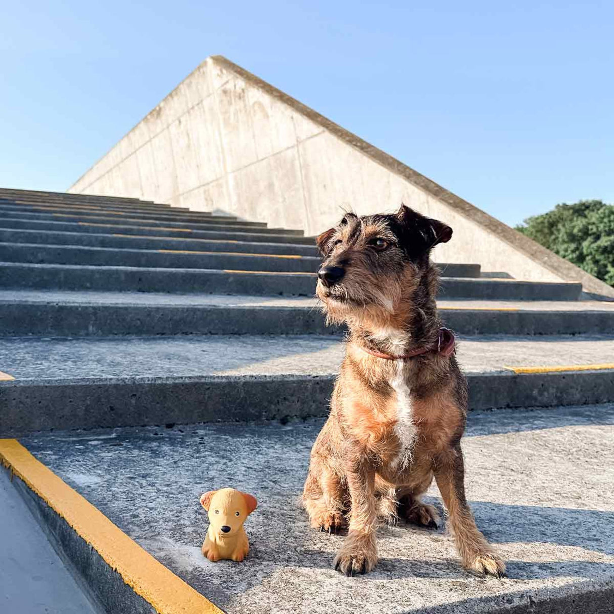 Dog Chew Toy - The Breed Collection in Natural Rubber -