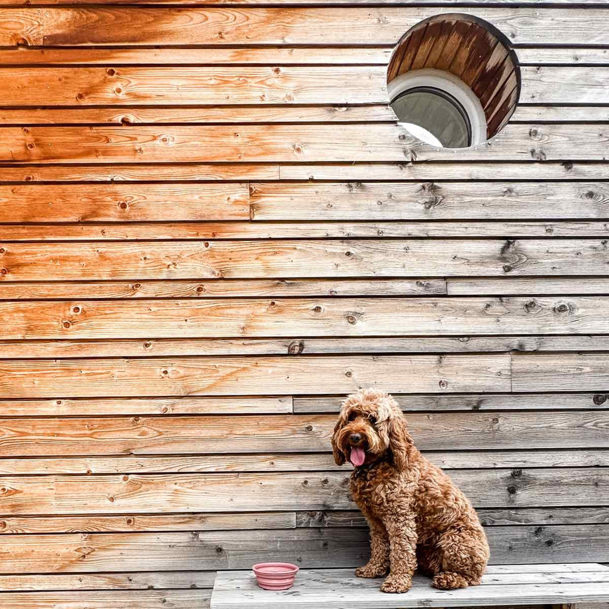 Dog Bowl on the Go in Natural Rubber -