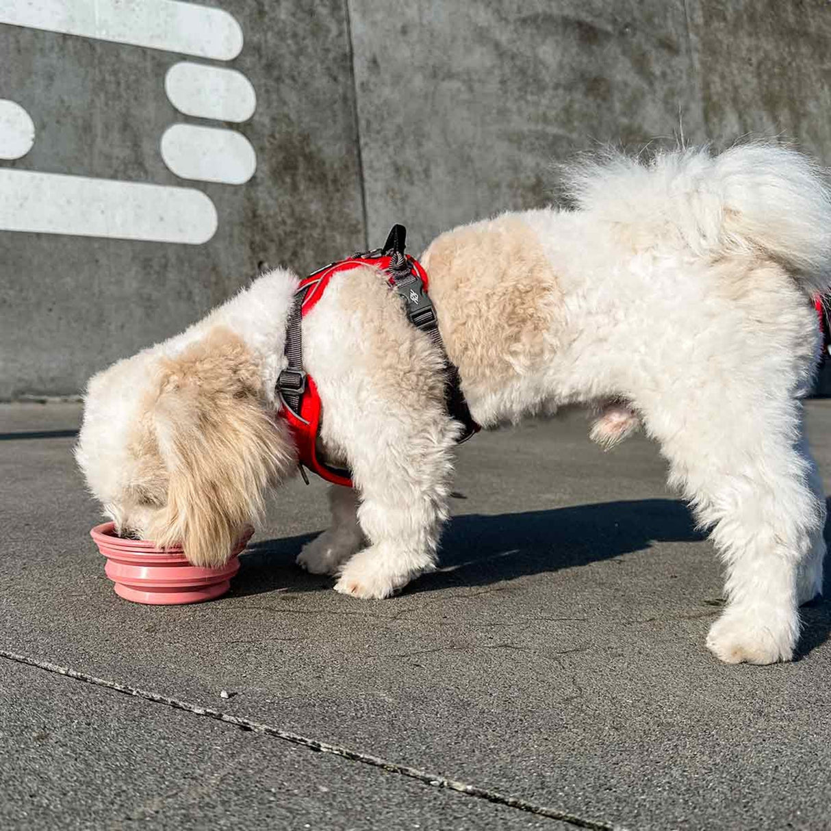 Dog Bowl on the Go in Natural Rubber -