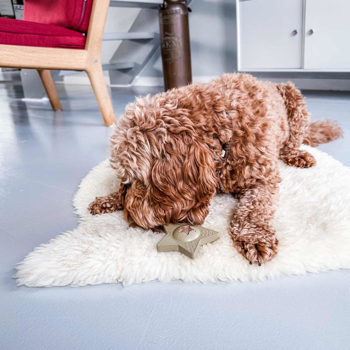 Star Treat Dog Activation Toy in Natural Rubber -