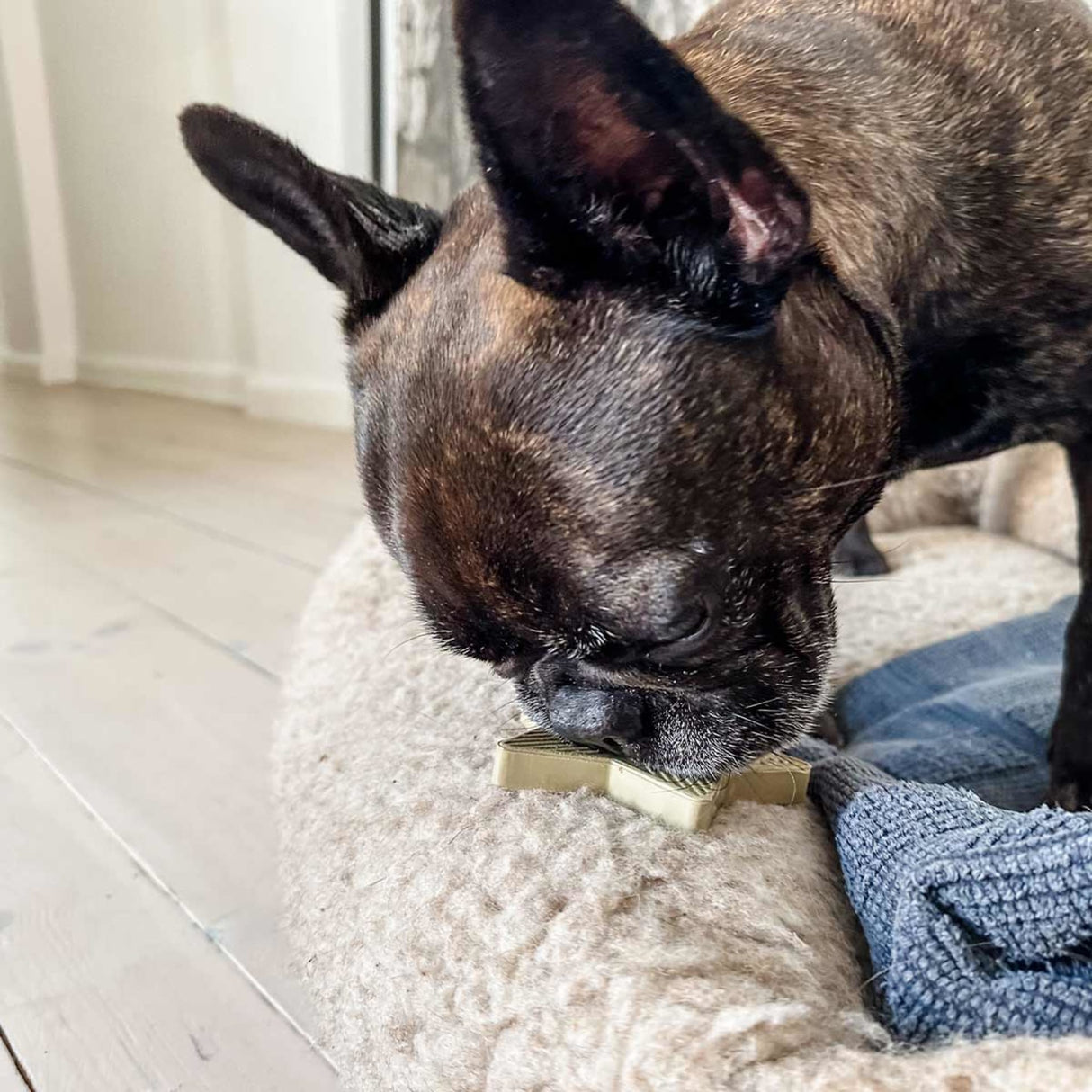 Star Treat Dog Activation Toy in Natural Rubber -