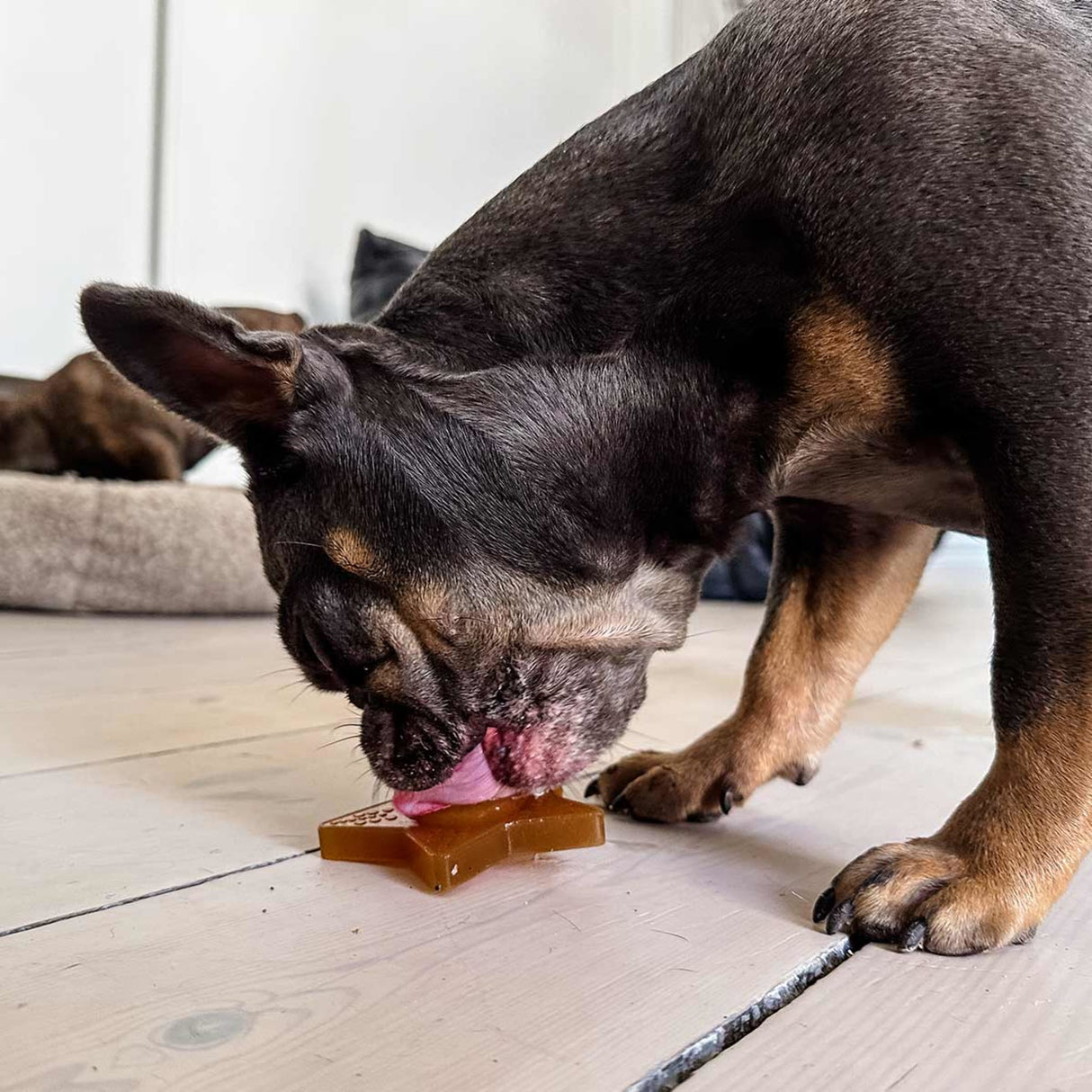 Star Treat Dog Activation Toy in Natural Rubber -