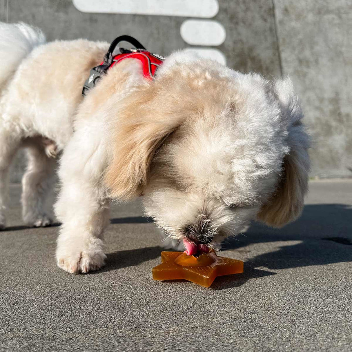 Star Treat Dog Activation Toy in Natural Rubber -