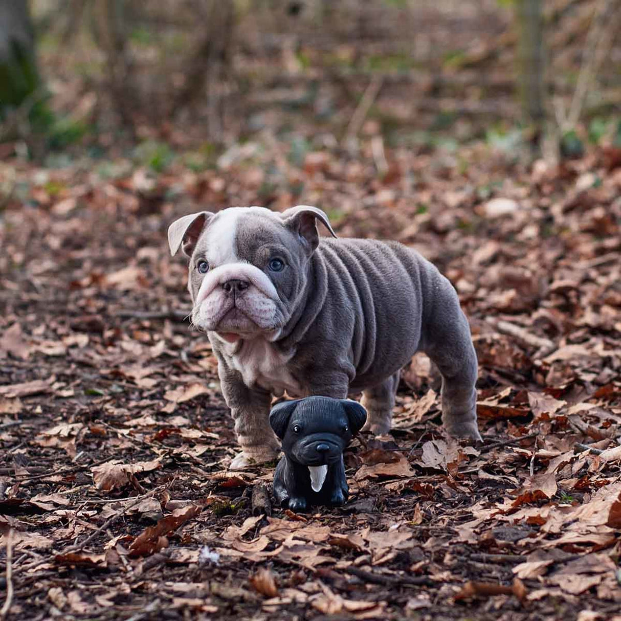 Dog Chew Toy - The Breed Collection in Natural Rubber -