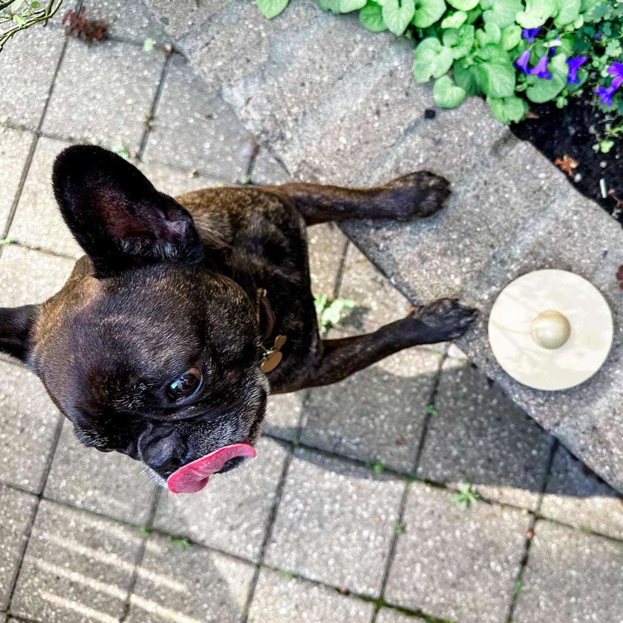 Galaxy Dog Throw & Fetch Disc in Natural Rubber -