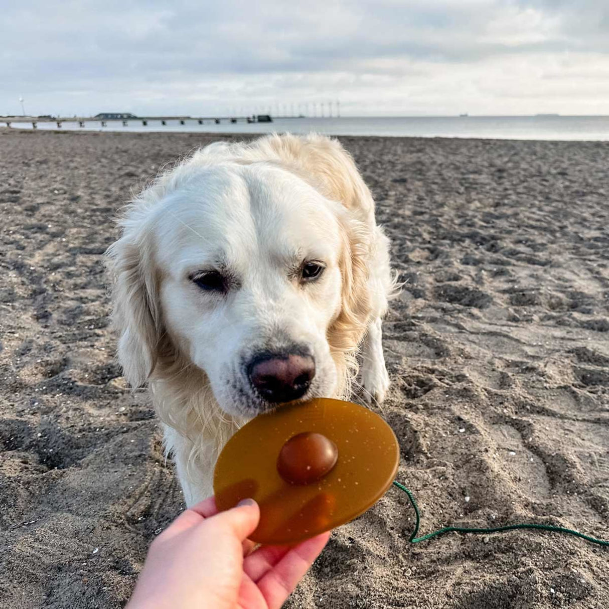 Galaxy Dog Throw & Fetch Disc in Natural Rubber -