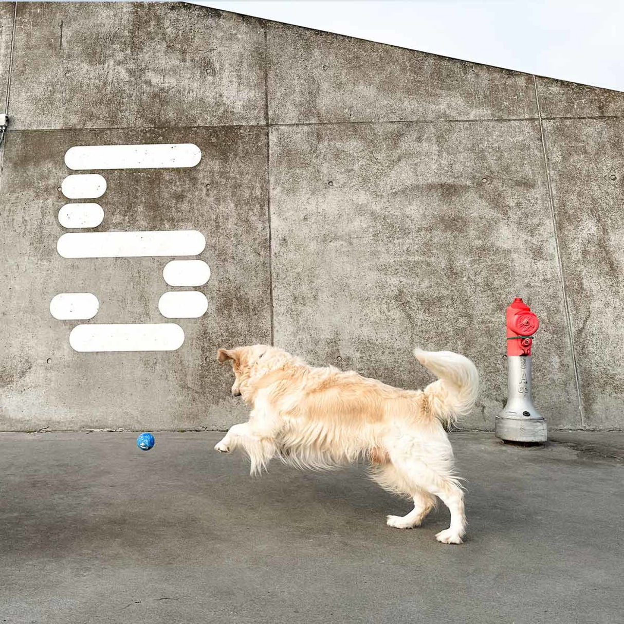 Planet Ball 2-in-1 Dog Activition & Fetch Toy in Natural Rubber -