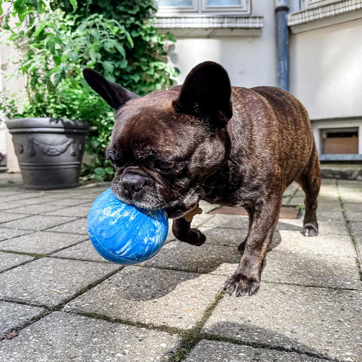 Planet Ball 2-in-1 Dog Activition & Fetch Toy in Natural Rubber -