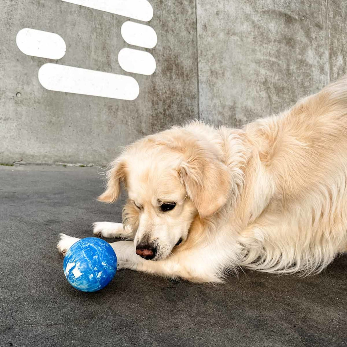 Planet Ball 2-in-1 Dog Activition & Fetch Toy in Natural Rubber -