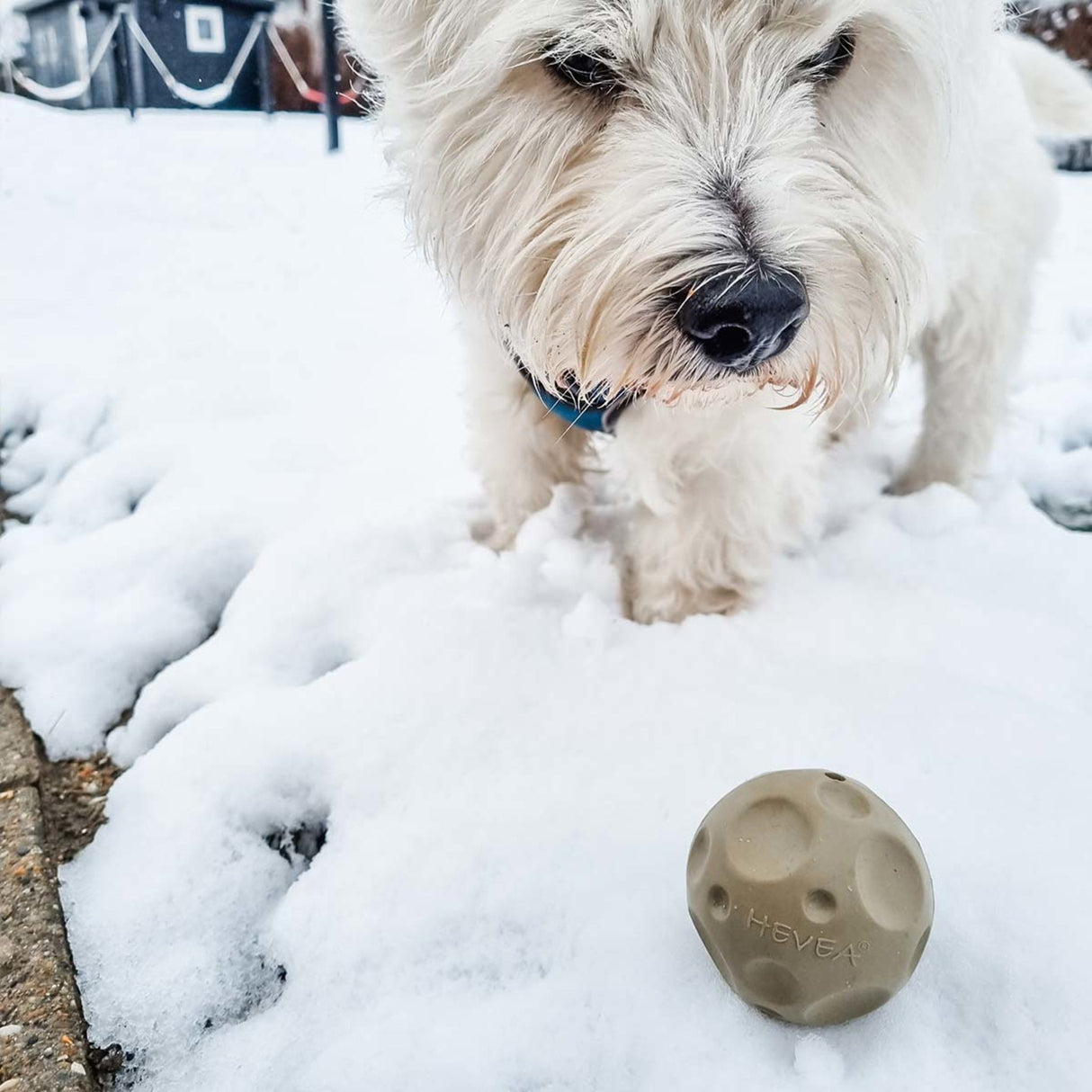 Moon Ball 2-in-1 Dog Activition & Fetch Toy in Natural Rubber -