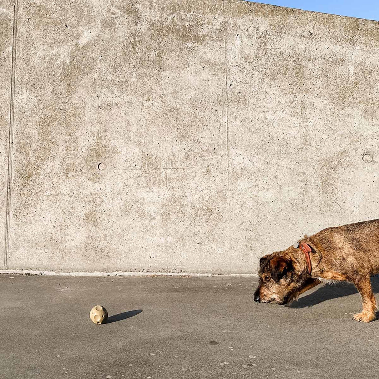 Moon Ball 2-in-1 Dog Activition & Fetch Toy in Natural Rubber -