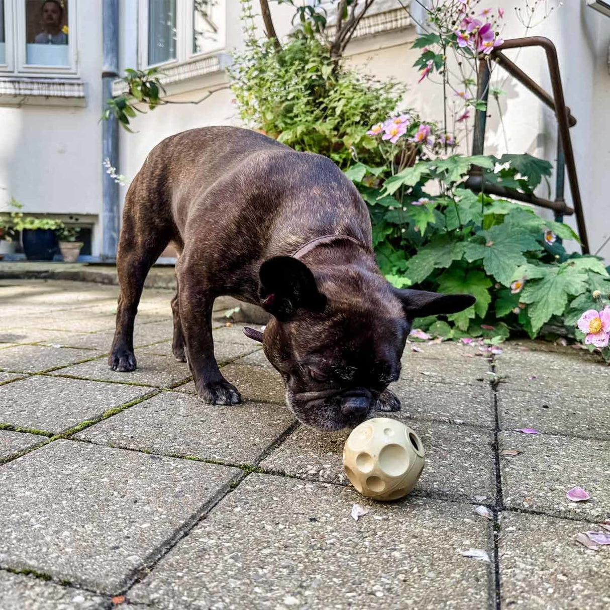 Moon Ball 2-in-1 Dog Activition & Fetch Toy in Natural Rubber -