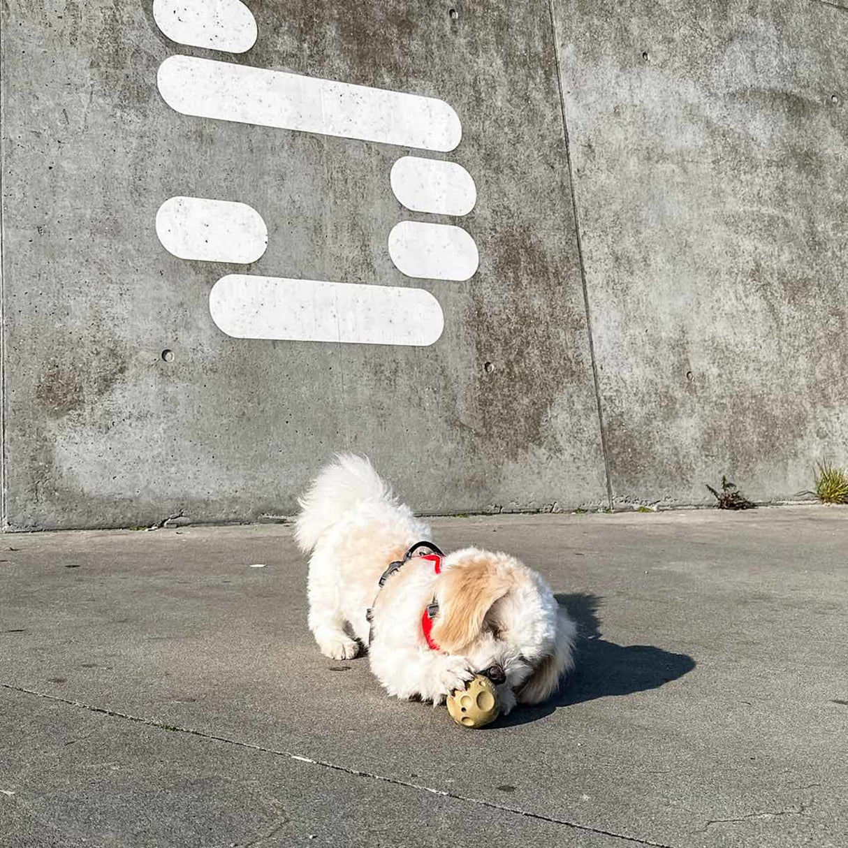 Universe Starter Set for Puppies -