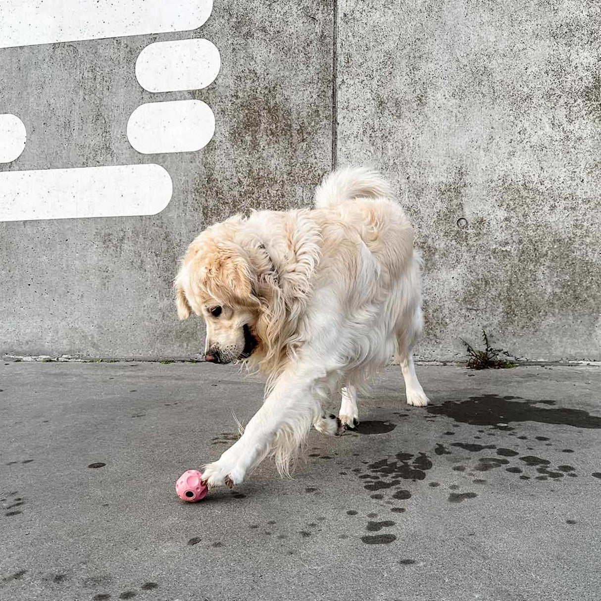 Moon Ball 2-in-1 Dog Activition & Fetch Toy in Natural Rubber -