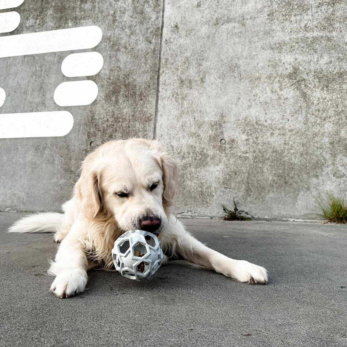 Stellar Ball 2-in-1 Dog Activition & Fetch Toy in Natural Rubber