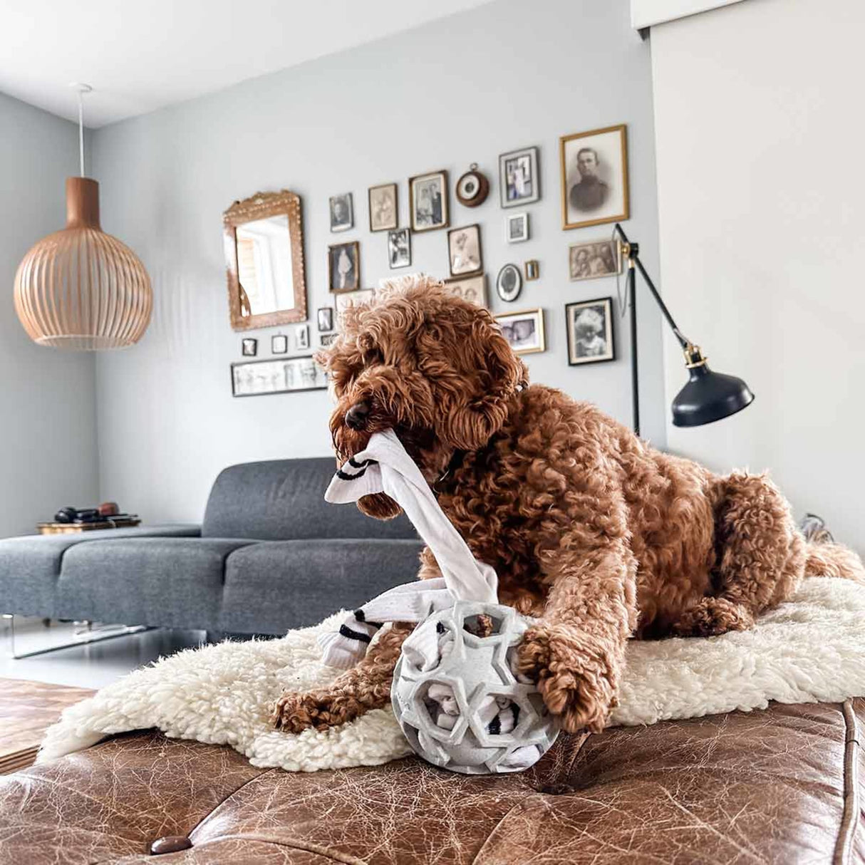 Stellar Ball 2-in-1 Dog Activition & Fetch Toy in Natural Rubber