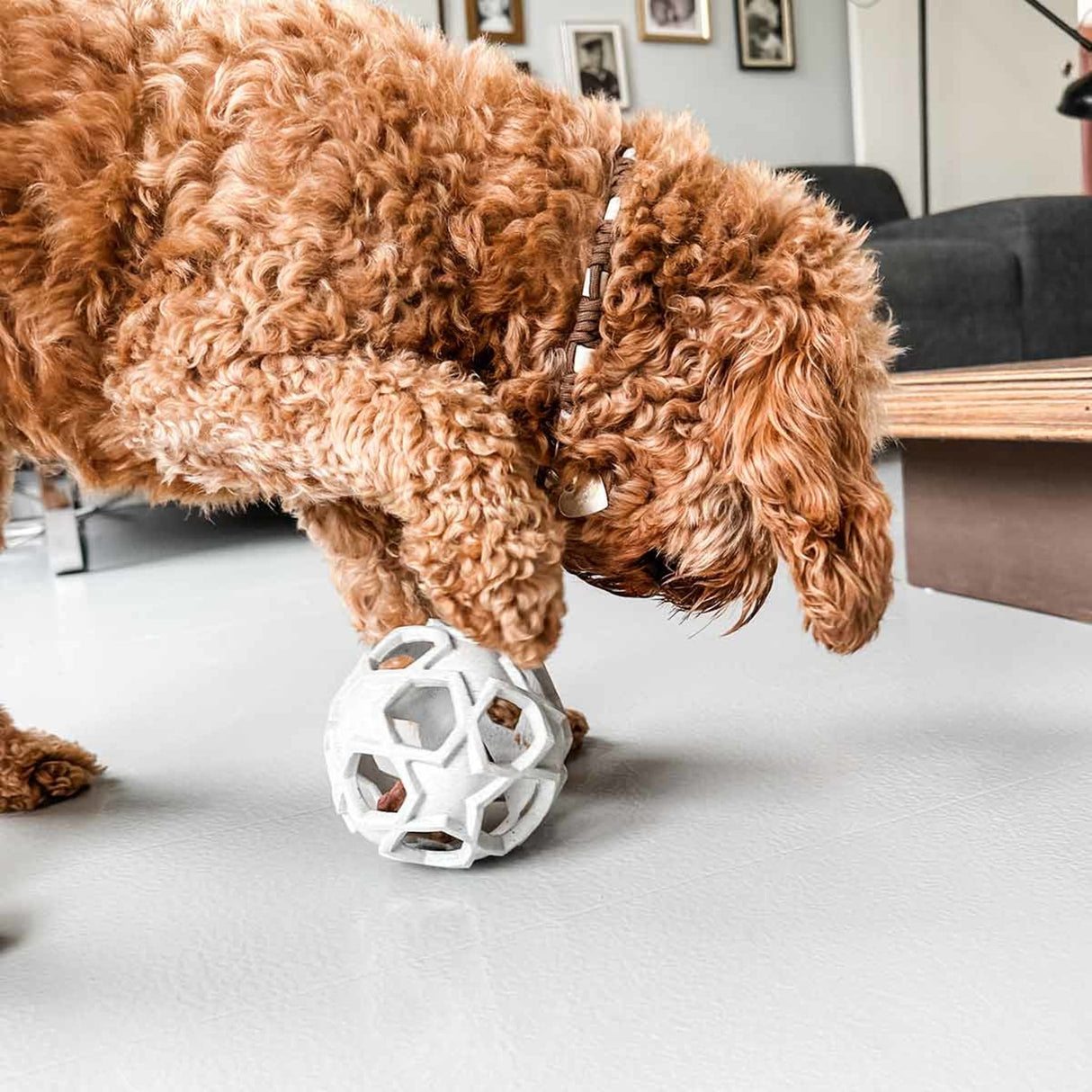 Stellar Ball 2-in-1 Dog Activition & Fetch Toy in Natural Rubber