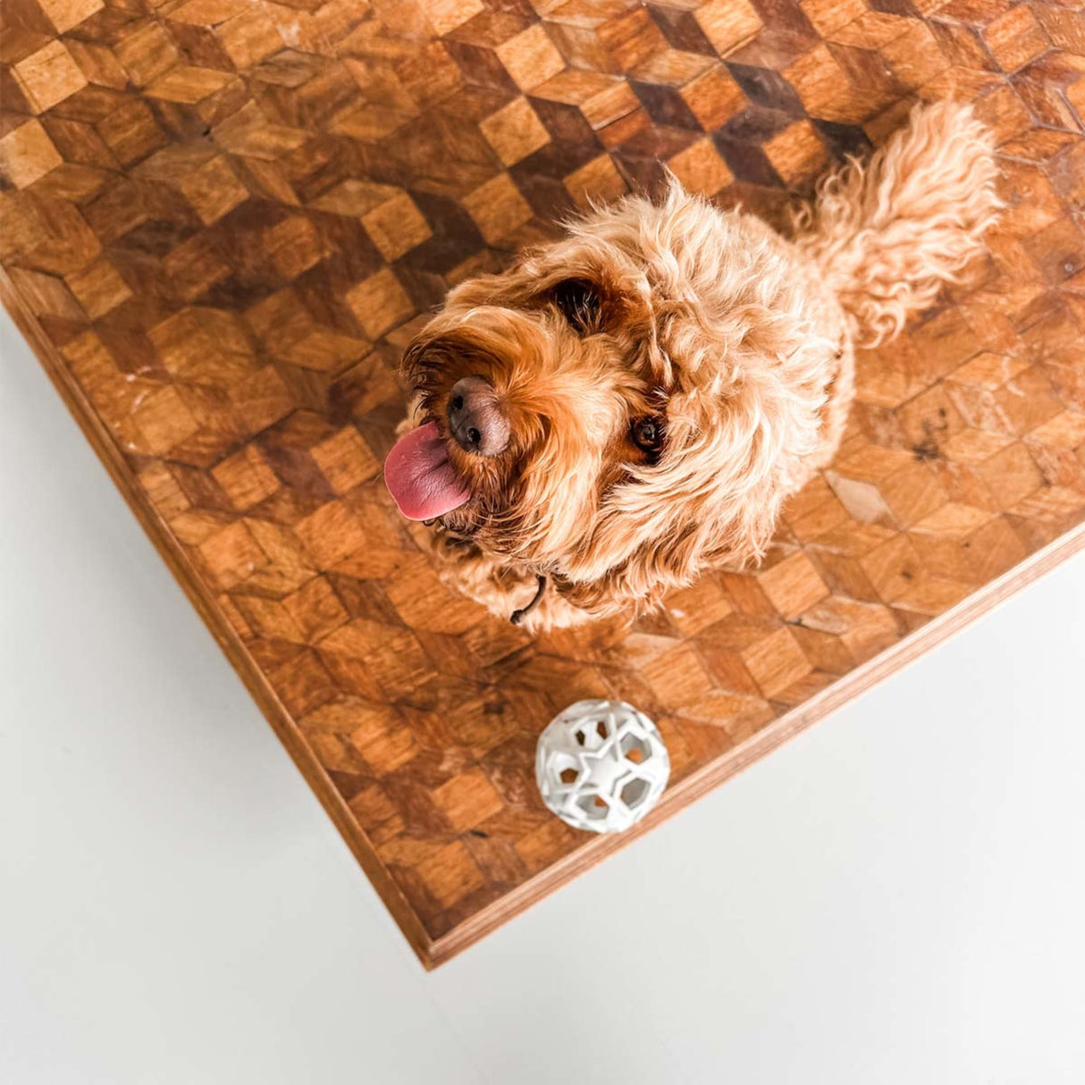 Stellar Ball 2-in-1 Dog Activition & Fetch Toy in Natural Rubber