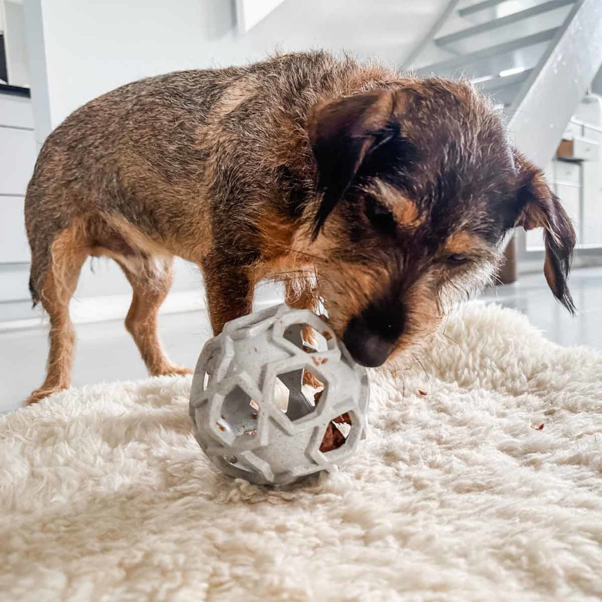 Stellar Ball 2-in-1 Dog Activition & Fetch Toy in Natural Rubber